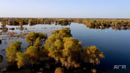 新疆尉犁嚴督生態(tài)環(huán)境 護航塔河兩岸美景