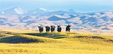 綠水青山就是金山銀山——生態(tài)文明建設新篇章在新疆環(huán)保中的實踐